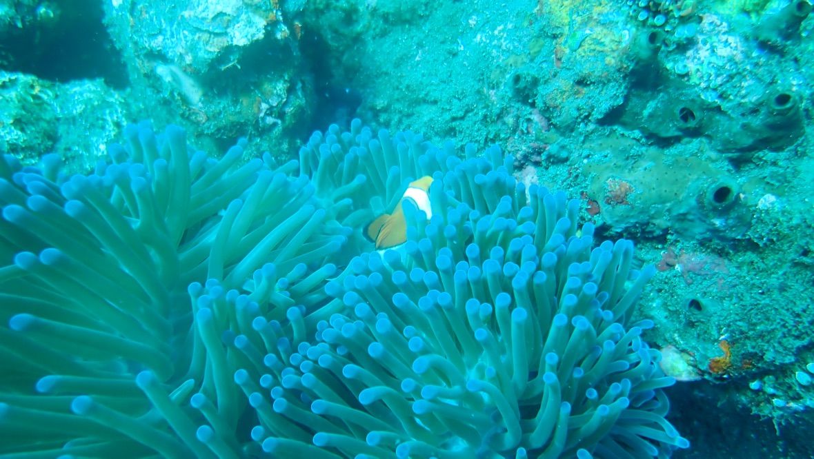 Bali diving 67