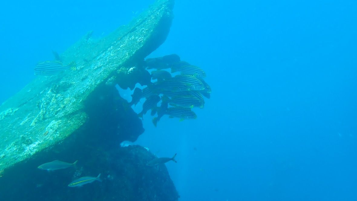 Bali diving 87