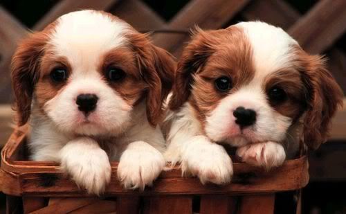 puppy photo: puppies cute-puppies.jpg