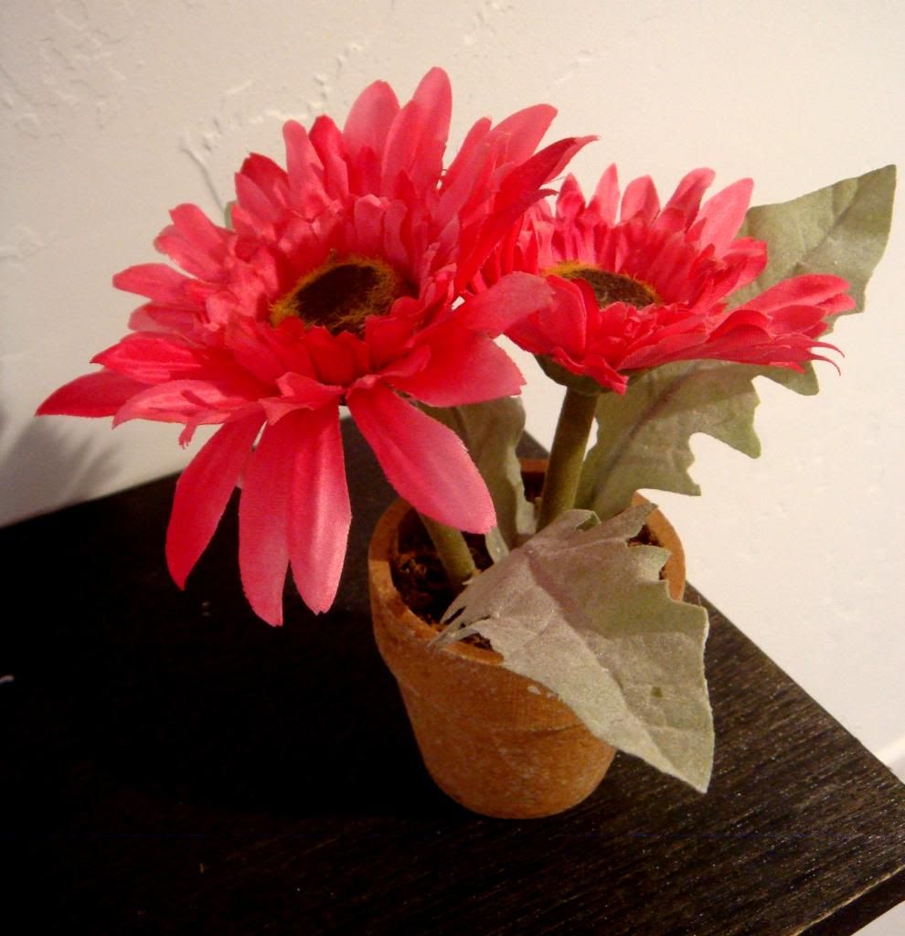 Potted Daisy Potted Daisy