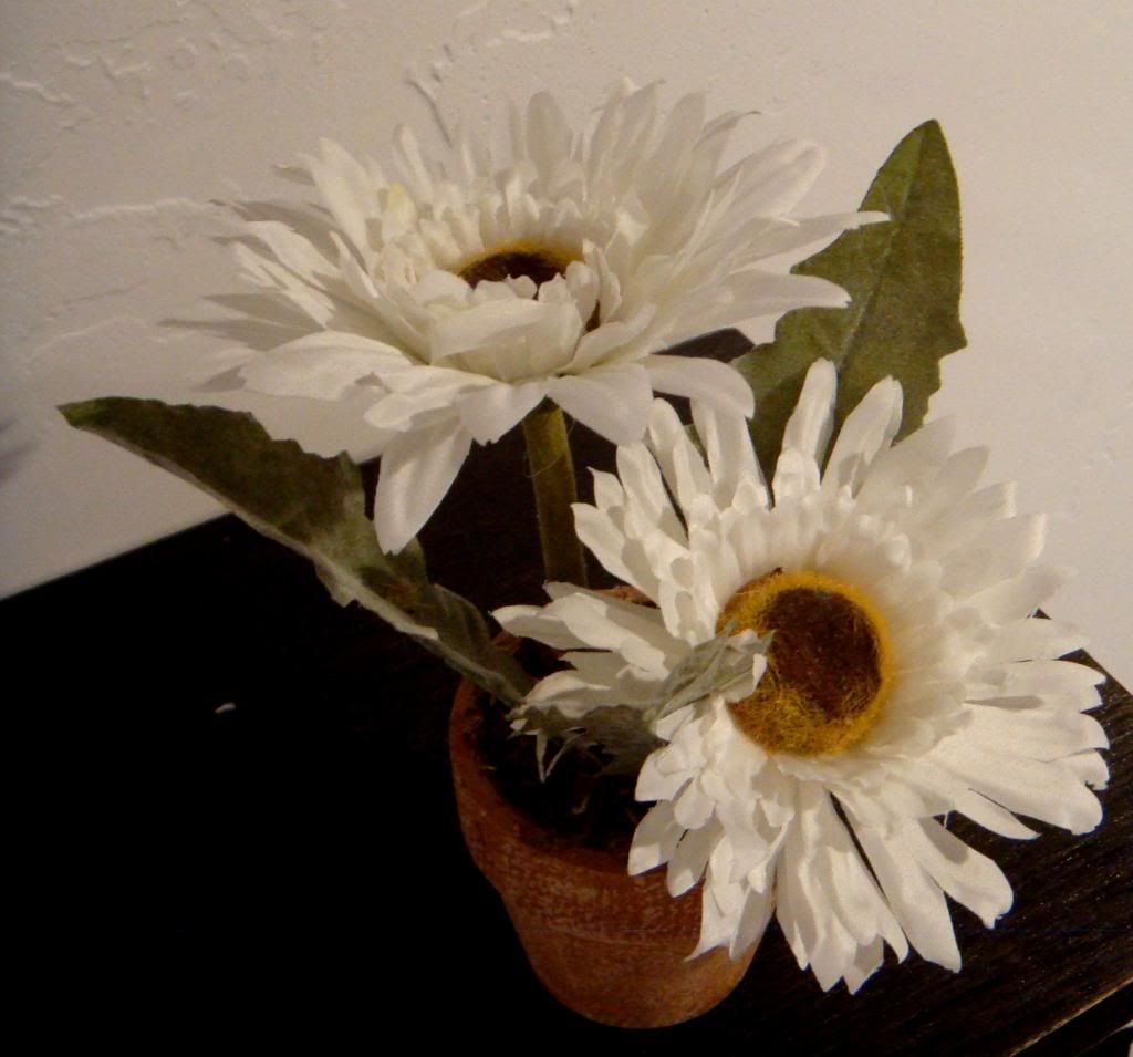 Potted Daisy Potted Daisy