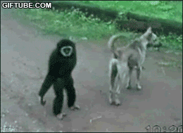 anima revolution_HD_gift_animated- animacion-full-colour-funny-lol-best-small-human-mega-hilarious-banned-prank-monkey-dog-animals-pissing-off Pictures, Images and Photos
