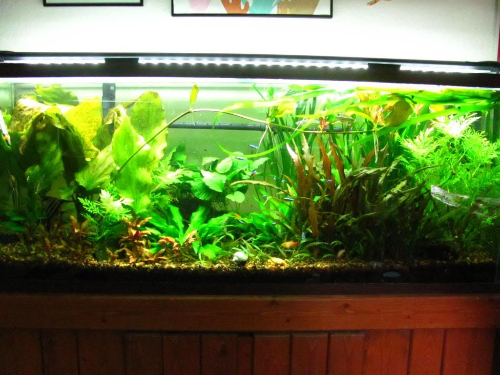 Beamswork LED Lighting? | The Planted Tank Forum, image size:1024x768