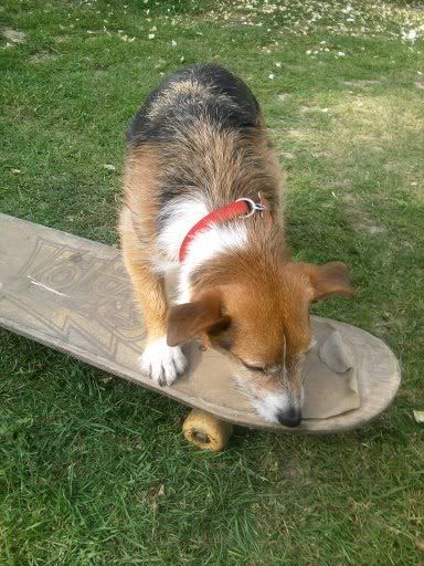 Picture of George investigating the skateboard 