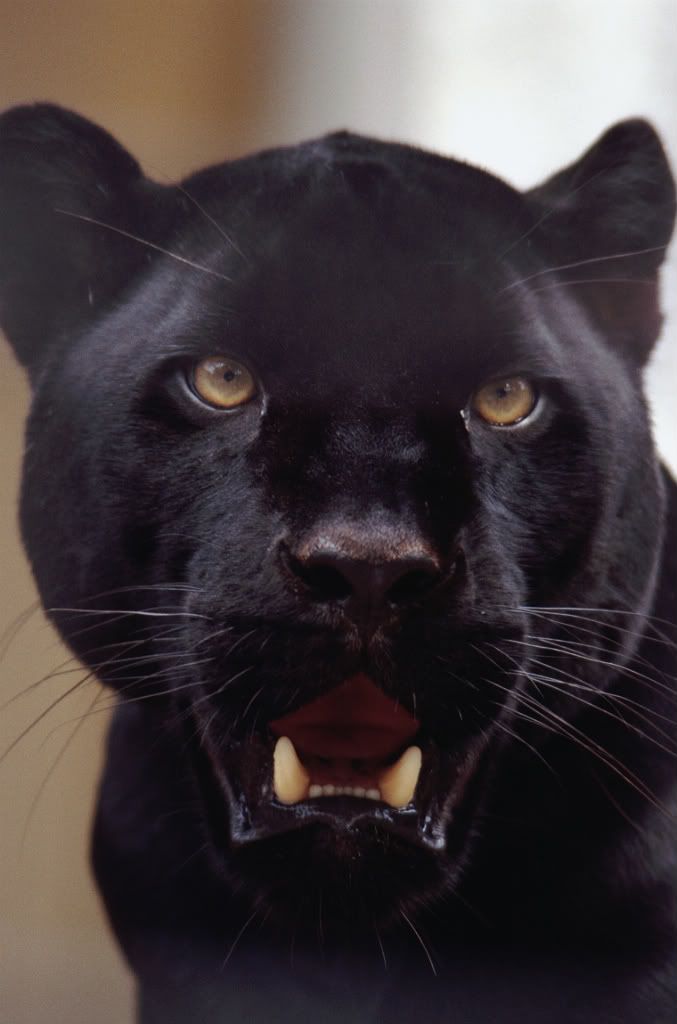 Forex black panther free