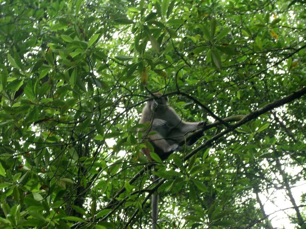 Global Info Bekantan Primata Pemalas Berhidung Aneh