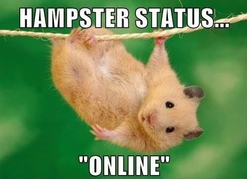 hamster.jpg