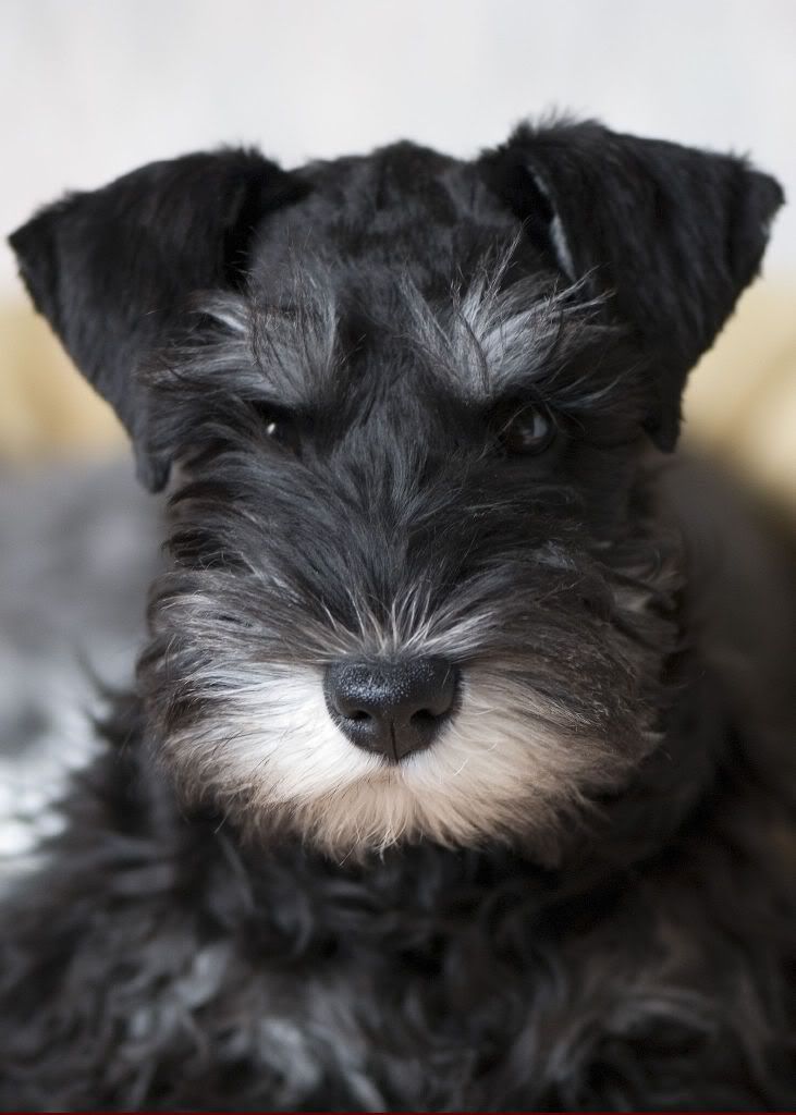 Miniature Schnauzer Pictures, Images and Photos