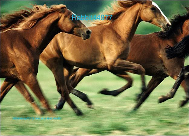 horse-picturecopy.jpg
