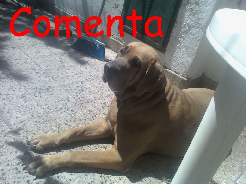 perro