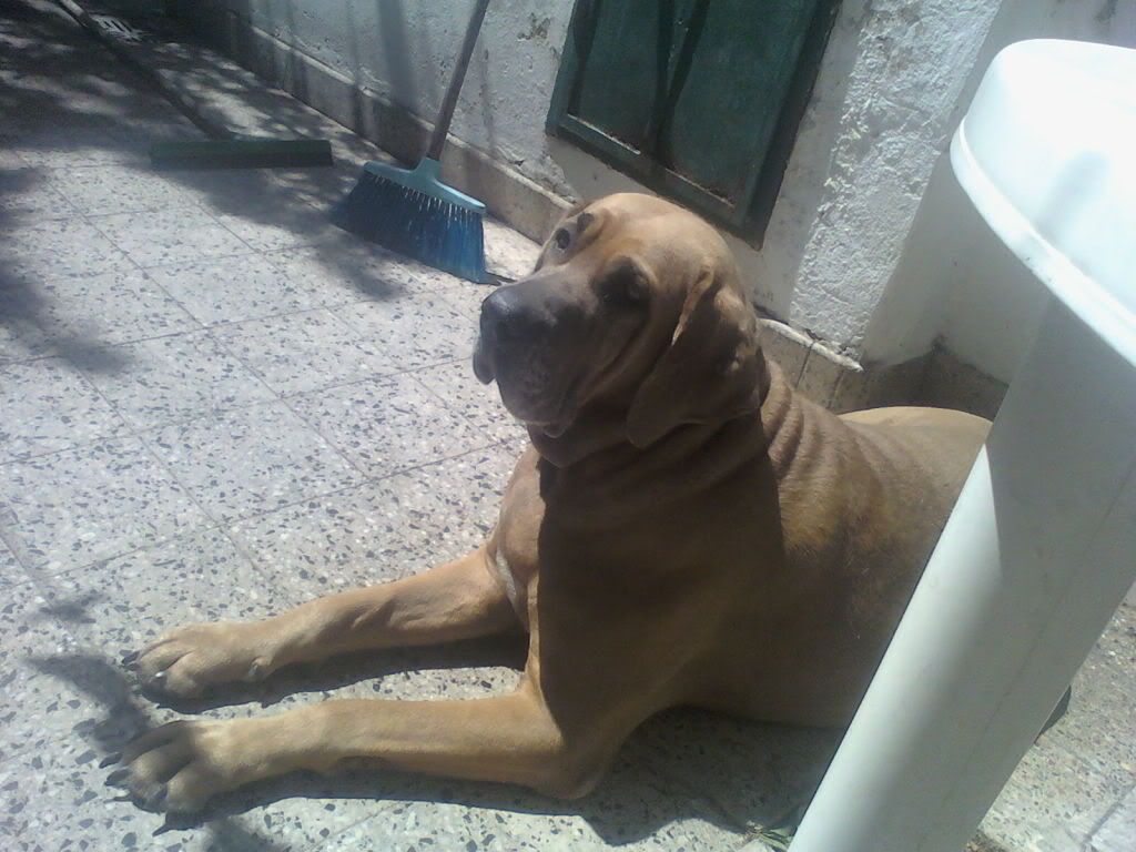 brasilero