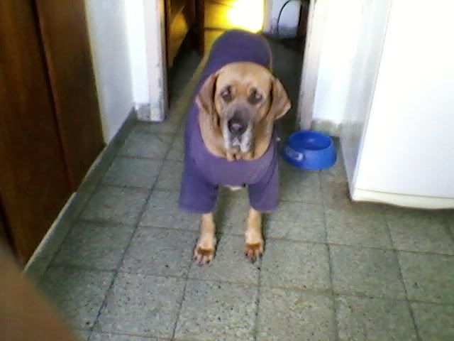 Perro Fila Brazilero