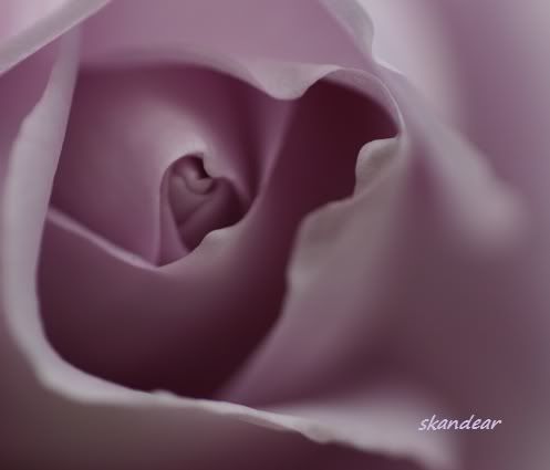 flower-picture-macro-rose.jpg