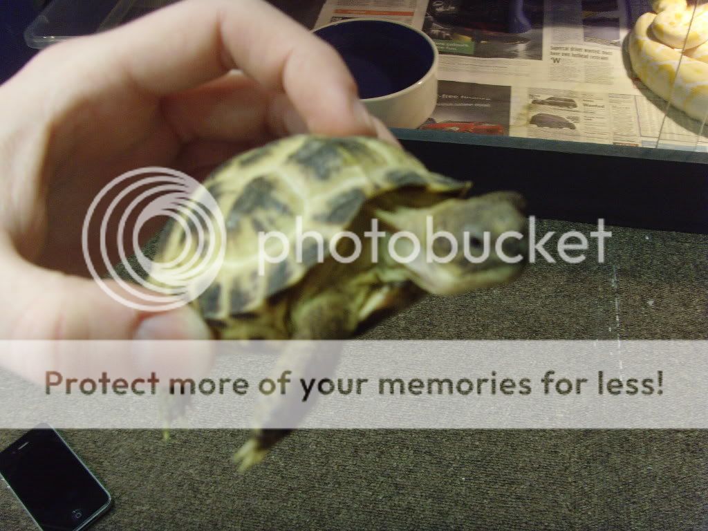 SE England - Juvenile Horsefield Tortoises (Testudo horsefieldi ...